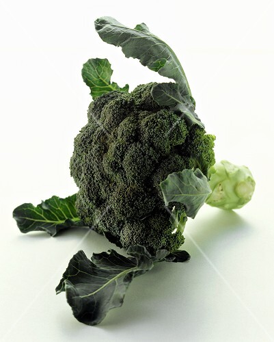 A Head of Broccoli