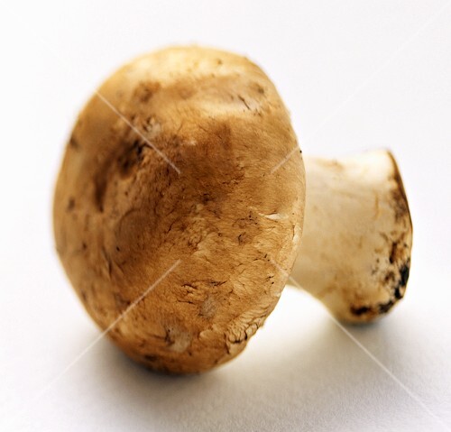 Brauner Champignon