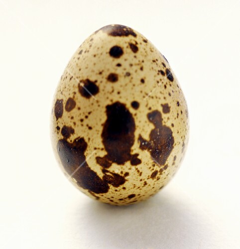 Wachtelei