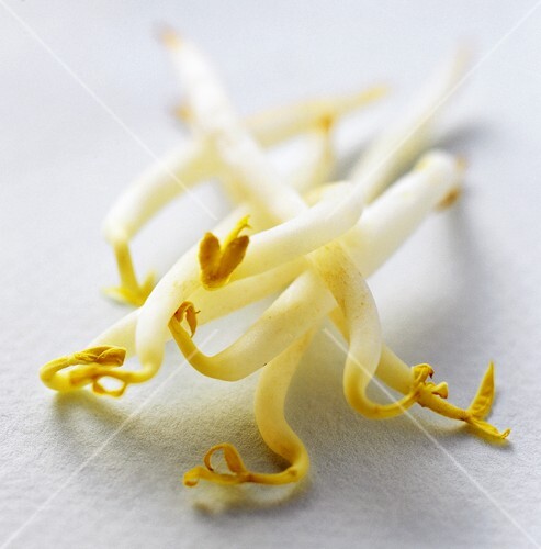 Soya sprouts