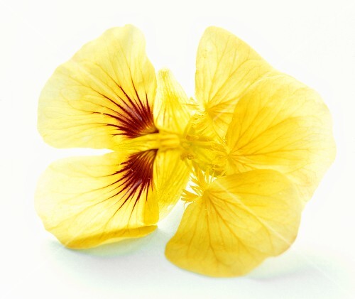 Yellow Nasturtium