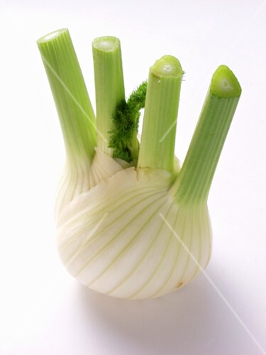 A Fennel Bulb: No Greens