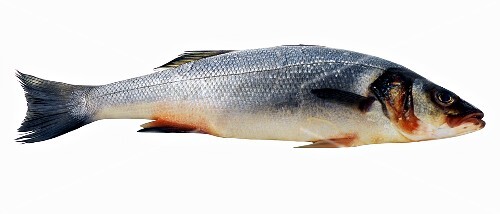 Whole sea bass on paper