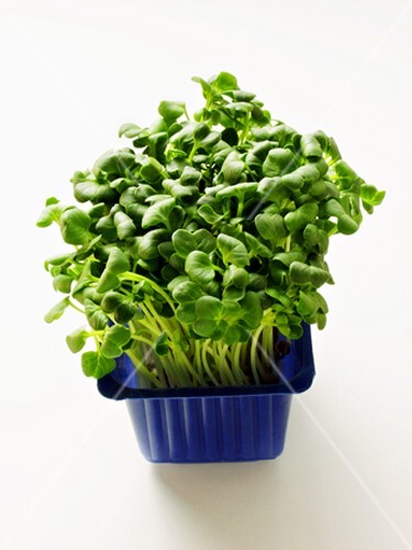 Garden Cress in Blue Container