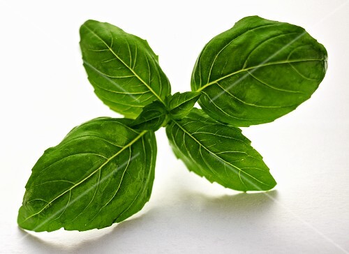 A Sprig of Basil