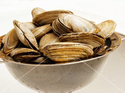Frische Muscheln im Sieb (2)