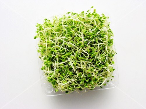 Alfalfa Sprouts