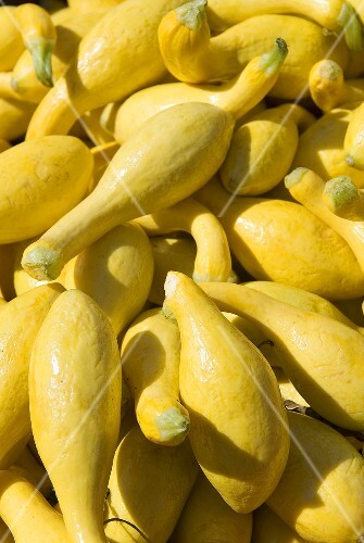 Several Summer Squash