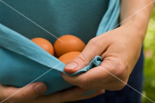 Person Gathering Eggs in Their Shirt