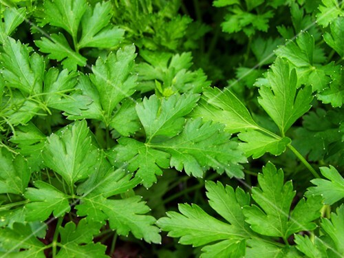 Fresh parsley (close-up)