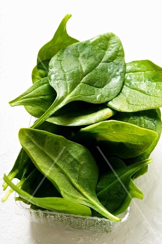 Washed young spinach leaves in plastic bowl