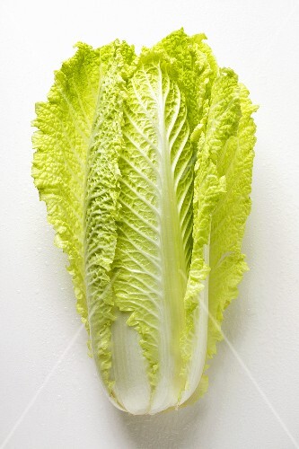 Fresh Chinese cabbage