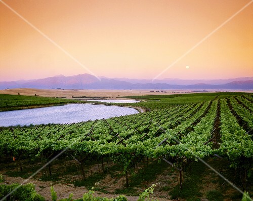 Weingebiet in Swartland nahe an Riebeek West, Südafrika