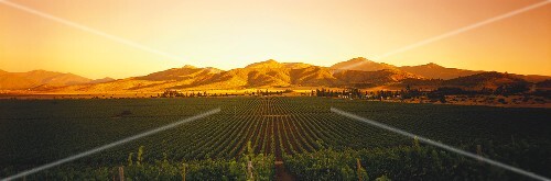 Weinanbaugebiet bei Sonnenuntergang, Casablanca Valley, Chile