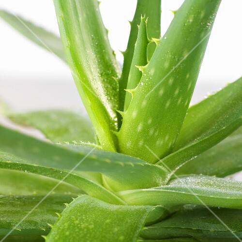 Aloe Vera Pflanze (Nahaufnahme)