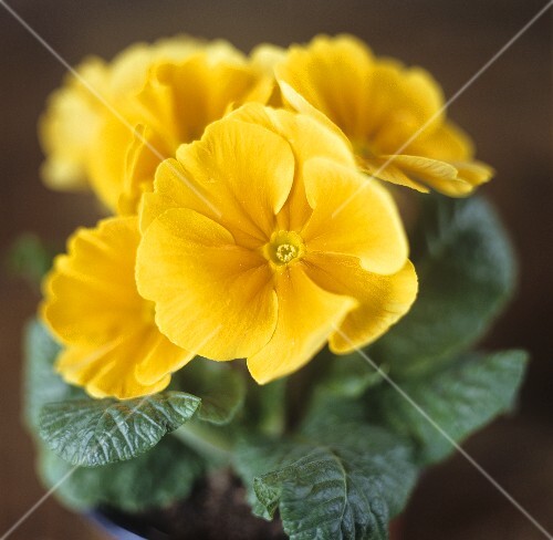Yellow primulas