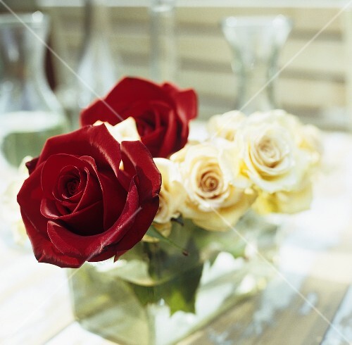 White and red roses
