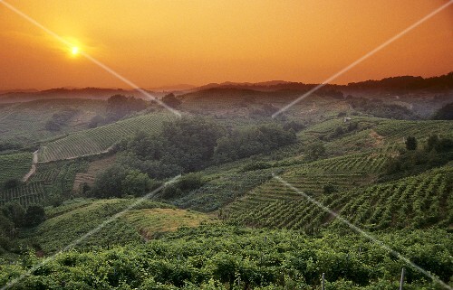 Weinbau bei Gattinara, Piemont, Italien