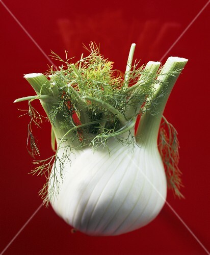 Fennel bulb