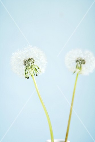 Two dandelion clocks