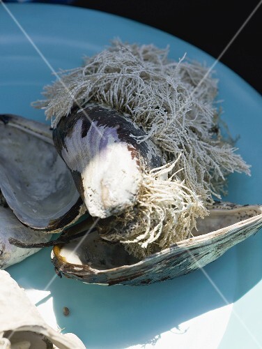 Mussel shells with seaweed growing on them