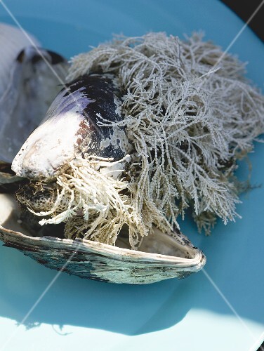 Mussel shells with seaweed growing on them