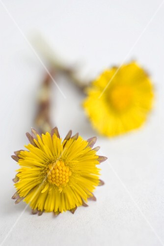 Two coltsfoot flowers