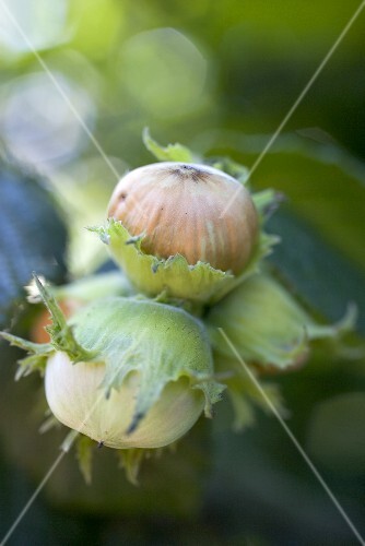 Hazelnuts on branch