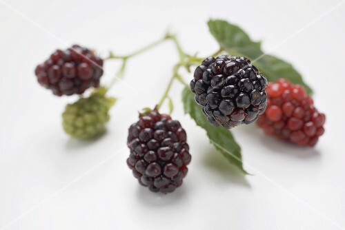 Blackberries on stalk with leaves