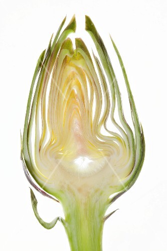 Slice of artichoke on white background