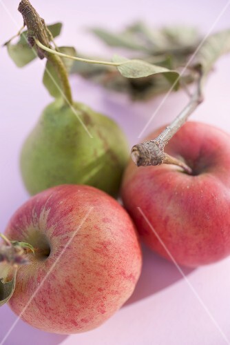 Birne und zwei Äpfel mit Stiel und Blättern (Draufsicht)
