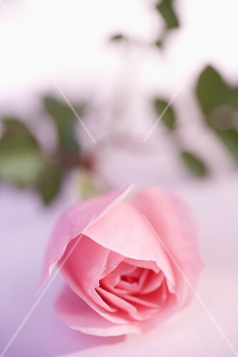 Rosa Rose