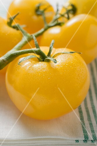 Fünf gelbe Kirschtomaten auf Geschirrtuch