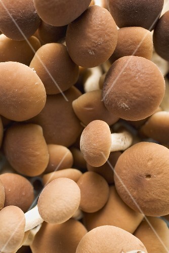 Pioppini mushrooms from Italy (full-frame)