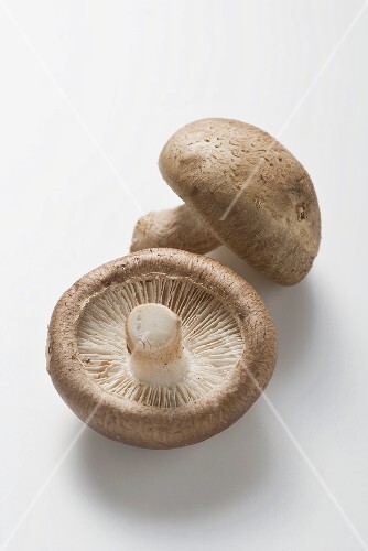 Two shiitake mushrooms