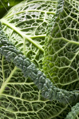 Savoy cabbage (close-up)