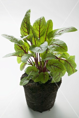 Sorrel