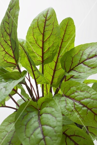 Sorrel leaves