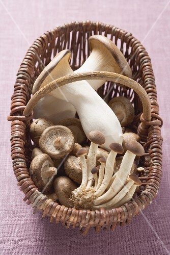 Various types of mushrooms in basket