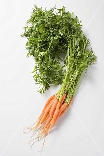 Fresh carrots with tops