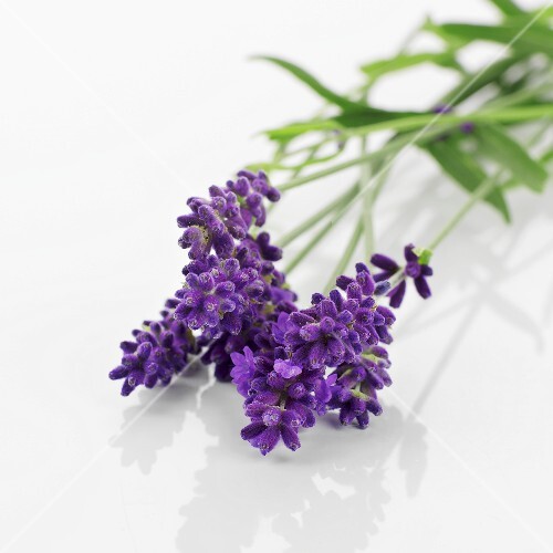 Lavender flowers