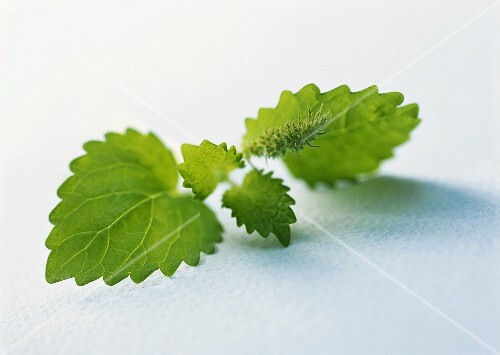 Fresh mint