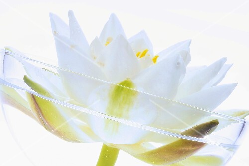 White water lily (Nymphaea alba), close-up