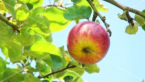 An apple on the tree