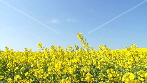 Field of oilseed rape