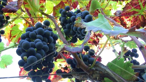 Red wine grapes on the vine