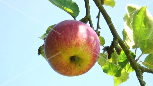 An apple on the tree