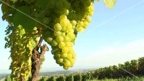 White wine grapes on the vine