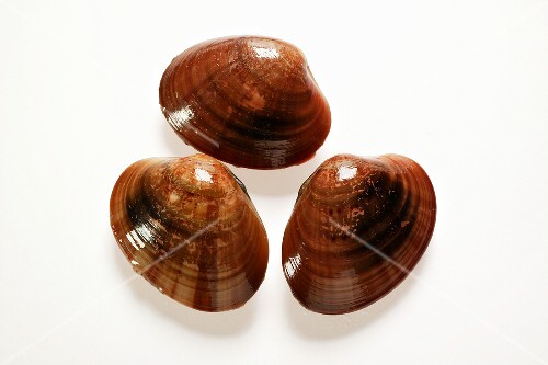 Smooth Venus clams (2)