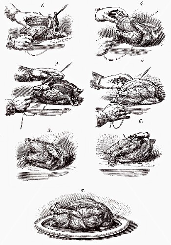 Trussing poultry (illustration)